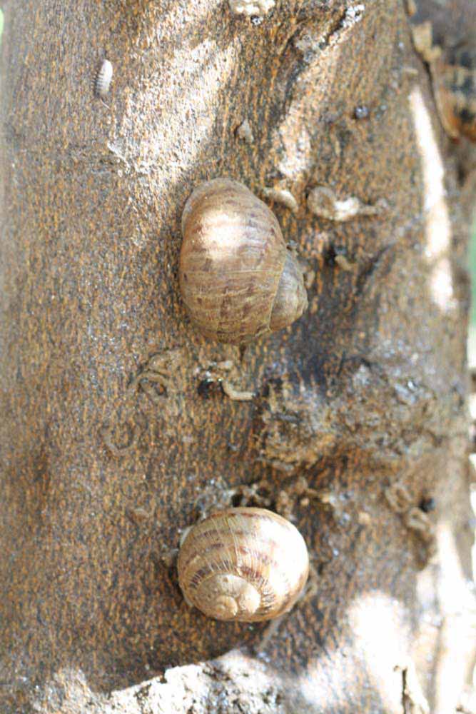            Bark (Riverside, CA)   